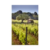 Malherbe, Cotes de Provence Blanc 2021 photo 4